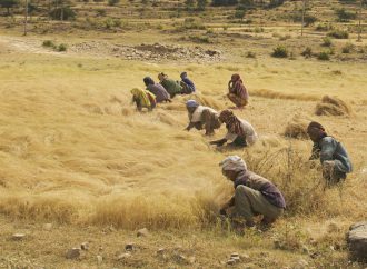 The political economy of microwave reforms in Ethiopia